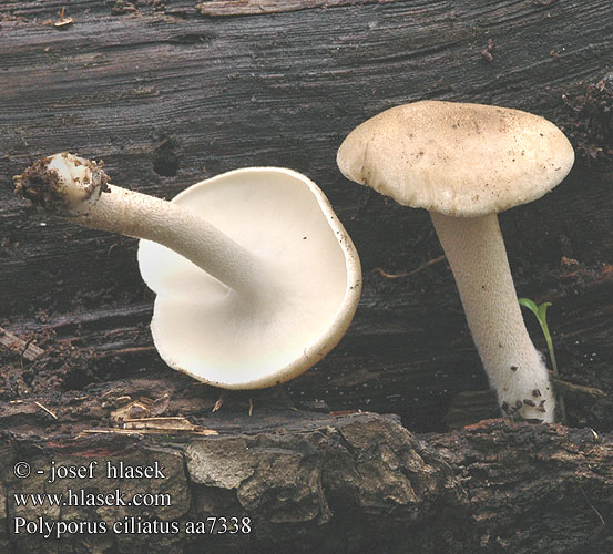 Polyporus ciliatus aa7338