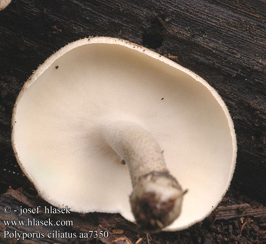 Polyporus ciliatus aa7350