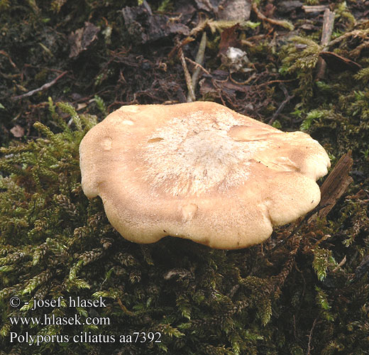 Polyporus ciliatus aa7392