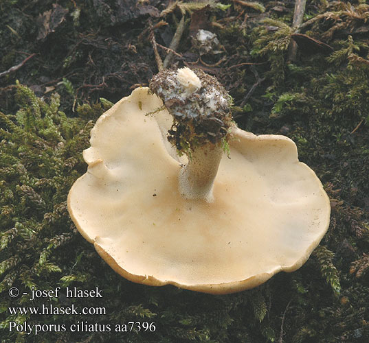 Polyporus ciliatus aa7396