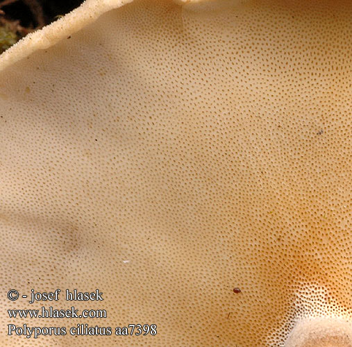 Polyporus ciliatus aa7398