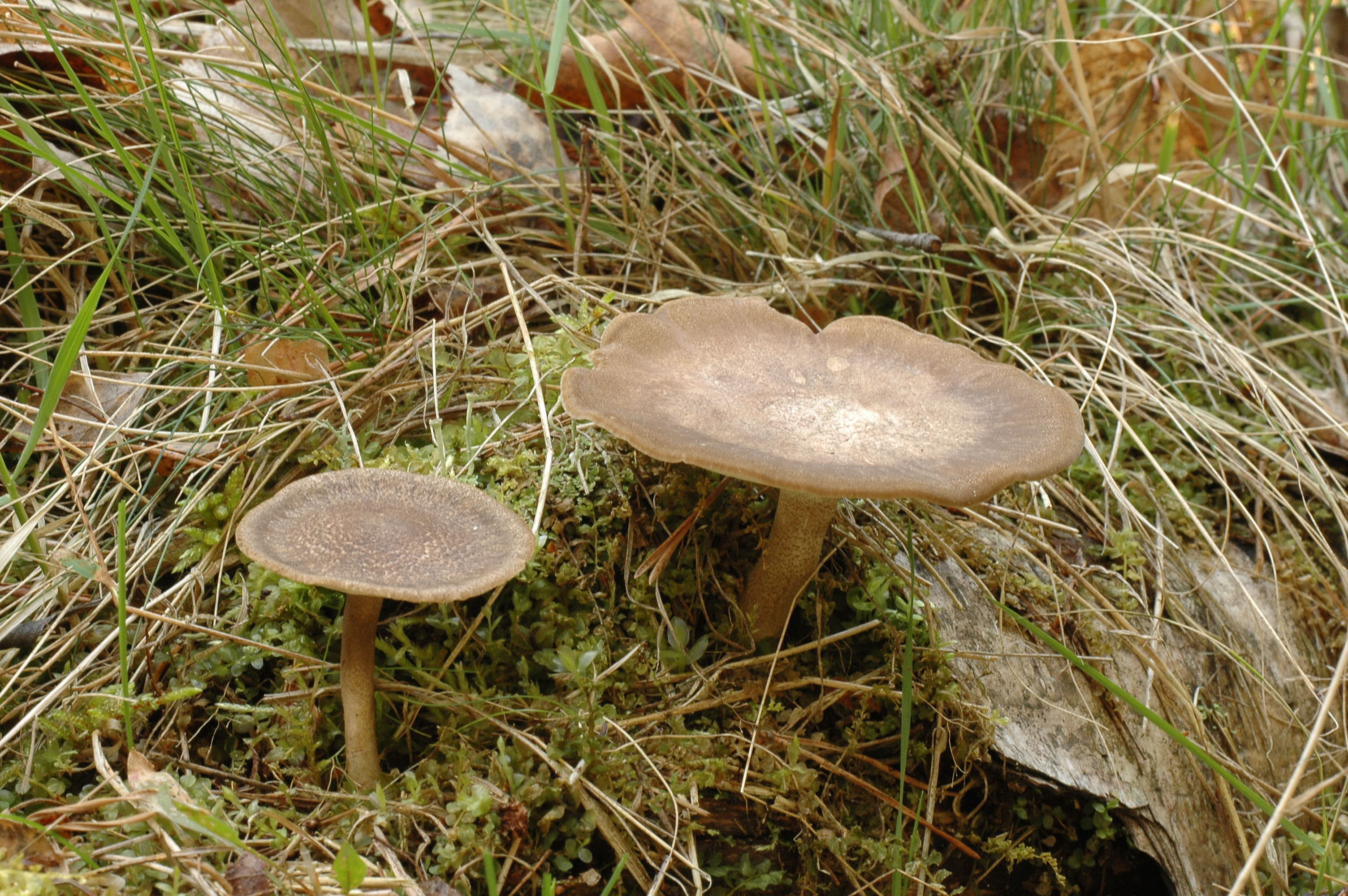 Polyporus ciliatus ak2413