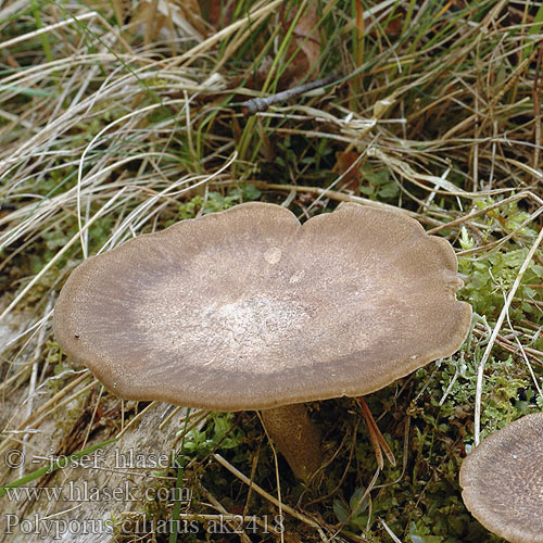 Choroš brvitý Sommarticka Finporet vinterstilkkjuke Трутовик майский lepideus Polyporus ciliatus Forårs-stilkporesvamp Kevätkääpä ripsikääpä Polypore cilié Zomerhoutzwam Sommer-Stielporling Mai-Porling MaiPorling żagiew orzęsiona Trúdnik strapkatý