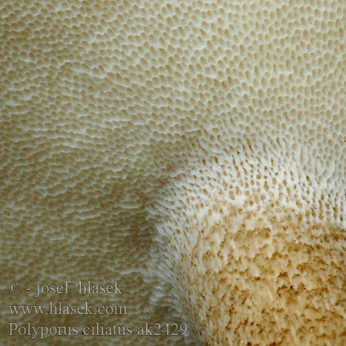 Polyporus ciliatus ak2429