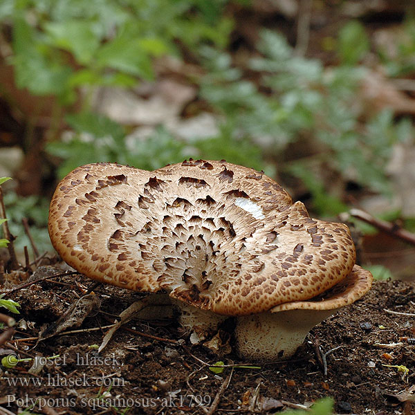 Dryad's saddle Пъстърва Suomukääpä Škripac Škripavac アミヒラタケ Păstrăvul nuc Poliporo escamoso Pullu Mantar Трутовик лускатий Polyporus squamosus Skællet Stilkporesvamp Polypore écailleux Zadelzwam Pisztricgomba Schuppiger Porling żagiew łuskowata Trúdnik šupinkatý Choroš šupinatý Fjällticka Suomukääpä Skjellkjuke Трутовик чешуйчатый Žvynuotoji skylėtbudė