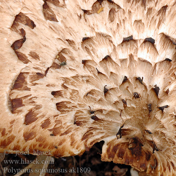 Polyporus squamosus ak1809