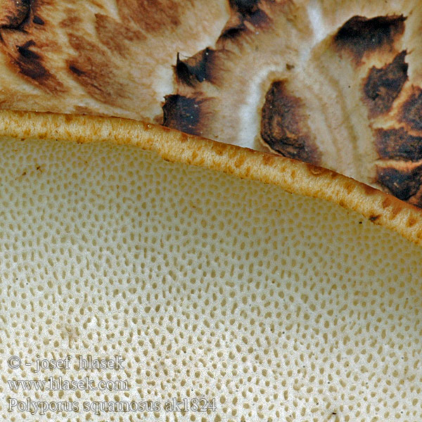 Polyporus squamosus ak1824