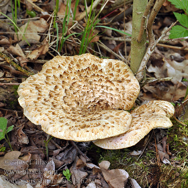 Polyporus squamosus bf6280