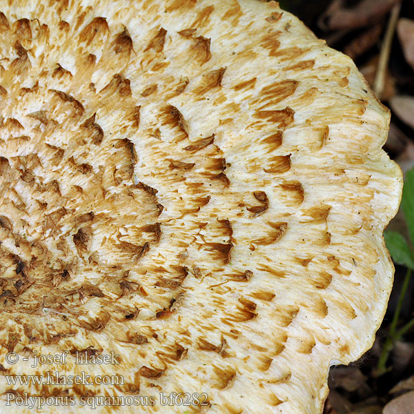 Polyporus squamosus bf6282