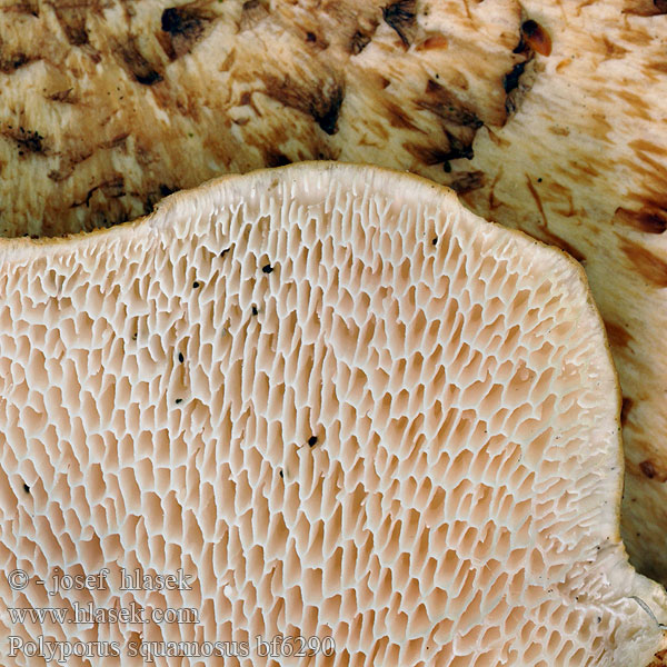 Polyporus squamosus bf6290