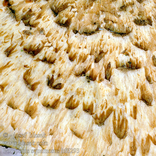 Choroš šupinatý Fjällticka Suomukääpä Skjellkjuke Трутовик чешуйчатый Žvynuotoji skylėtbudė Dryad's saddle Пъстърва Suomukääpä Škripac Škripavac アミヒラタケ Păstrăvul nuc Poliporo escamoso Pullu Mantar Трутовик лускатий Polyporus squamosus Skællet Stilkporesvamp Polypore écailleux Zadelzwam Pisztricgomba Schuppiger Porling Żagiew łuskowata Trúdnik šupinkatý