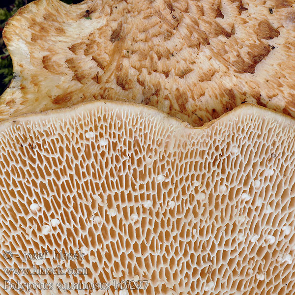 Polyporus squamosus bf6297