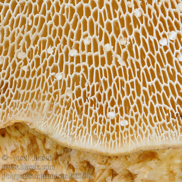 Polyporus squamosus bf6298