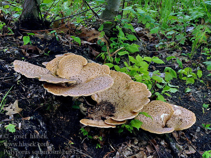 Polyporus squamosus Трутовик чешуйчатый Žvynuotoji skylėtbudė Skællet Stilkporesvamp Polypore écailleux Zadelzwam Pisztricgomba Schuppiger Porling żagiew łuskowata trúdnik šupinkatý