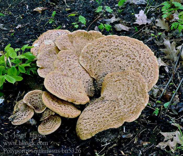 Polyporus squamosus Polypore écailleux Zadelzwam Pisztricgomba Schuppiger Porling żagiew łuskowata trúdnik šupinkatý