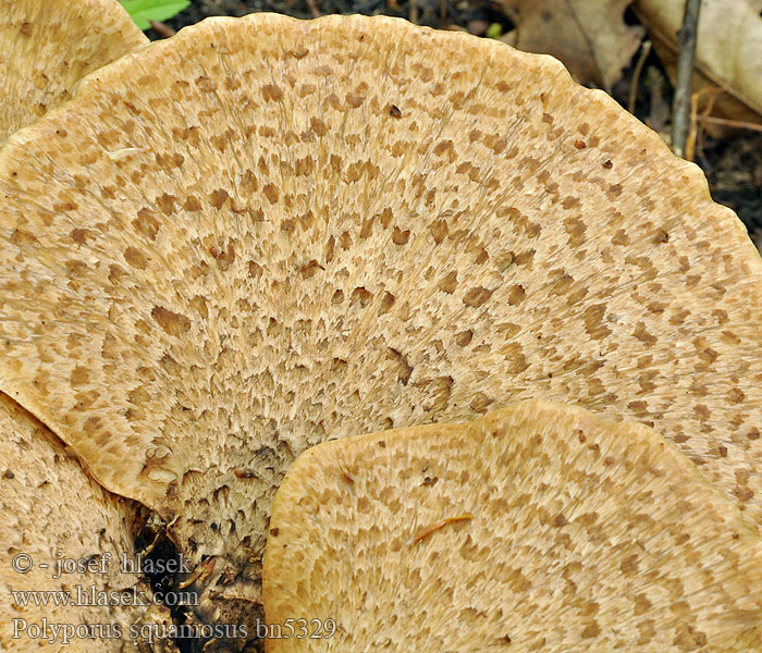 Polyporus squamosus Polypore écailleux Zadelzwam Pisztricgomba Schuppiger Porling żagiew łuskowata trúdnik šupinkatý