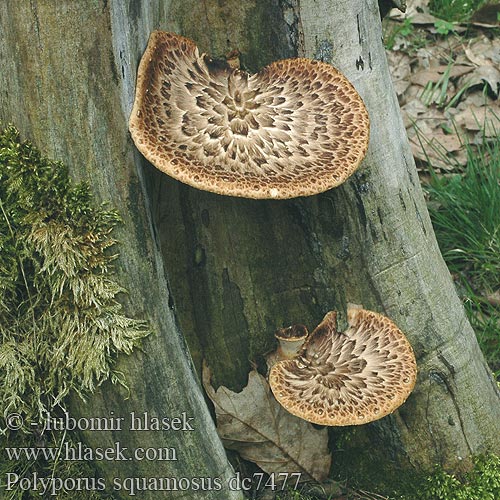 Polyporus squamosus dc7477