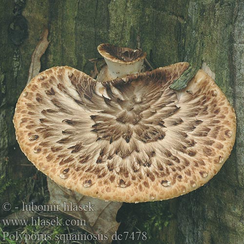 Polyporus squamosus dc7478 DK: Skællet Stilkporesvamp FR: Polypore écailleux NL: Zadelzwam HU: Pisztricgomba DE: Schuppiger Porling PL: żagiew łuskowata SK: trúdnik šupinkatý CZ: Choroš šupinatý SE: Fjällticka Suomukääpä NO: skjellkjuke RU: Трутовик чешуйчатый LT: Žvynuotoji skylėtbudė