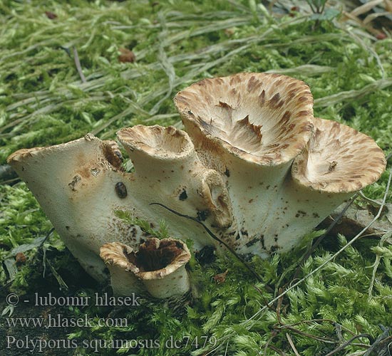 Polyporus squamosus dc7479 DK: Skællet Stilkporesvamp FR: Polypore écailleux NL: Zadelzwam HU: Pisztricgomba DE: Schuppiger Porling PL: żagiew łuskowata SK: trúdnik šupinkatý CZ: Choroš šupinatý SE: Fjällticka Suomukääpä NO: skjellkjuke RU: Трутовик чешуйчатый LT: Žvynuotoji skylėtbudė