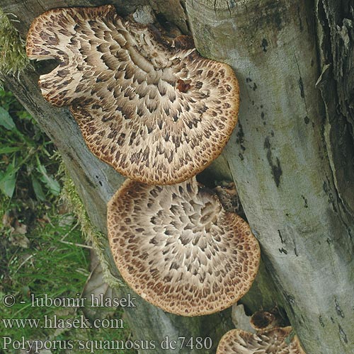 Polyporus squamosus dc7480 DK: Skællet Stilkporesvamp FR: Polypore écailleux NL: Zadelzwam HU: Pisztricgomba DE: Schuppiger Porling PL: żagiew łuskowata SK: trúdnik šupinkatý CZ: Choroš šupinatý SE: Fjällticka Suomukääpä NO: skjellkjuke RU: Трутовик чешуйчатый LT: Žvynuotoji skylėtbudė