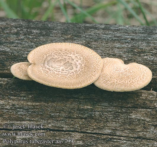 Polyporus tuberaster aa7799