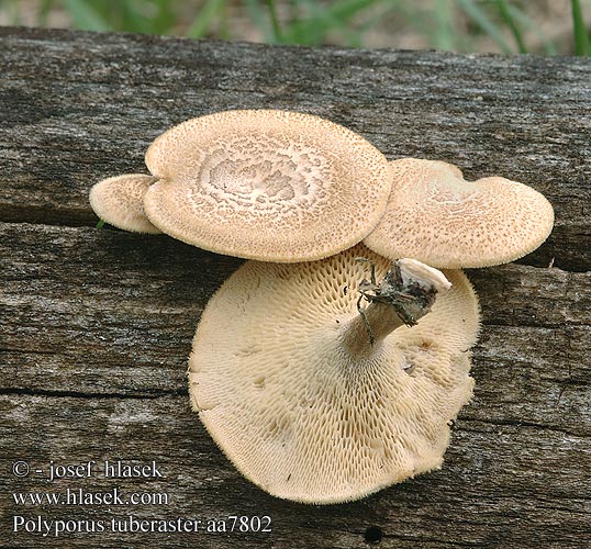 Polyporus tuberaster aa7802