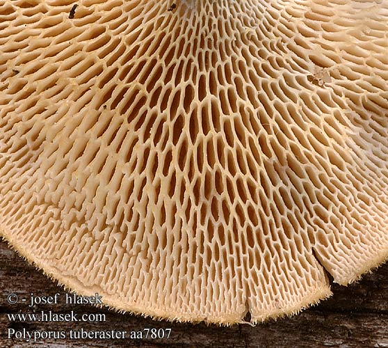 Polyporus tuberaster aa7807