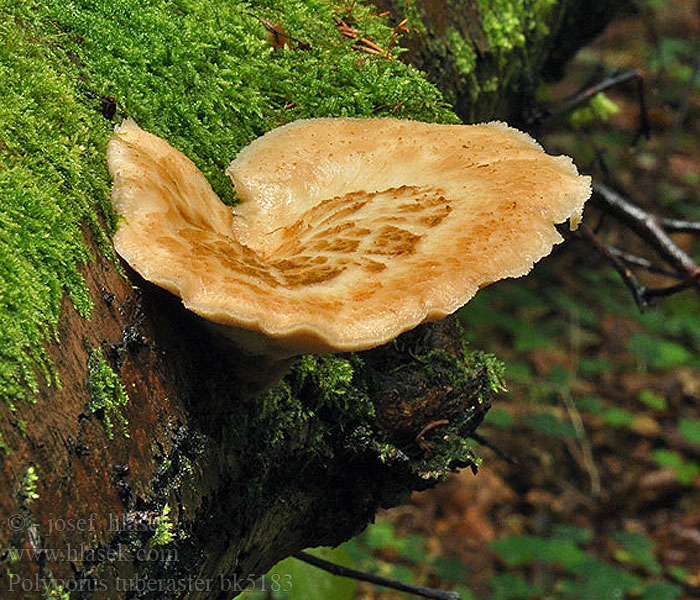 Polyporus tuberaster Sklerotienporling