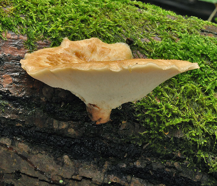 Polyporus tuberaster Choroš hlíznatý hlízovitý