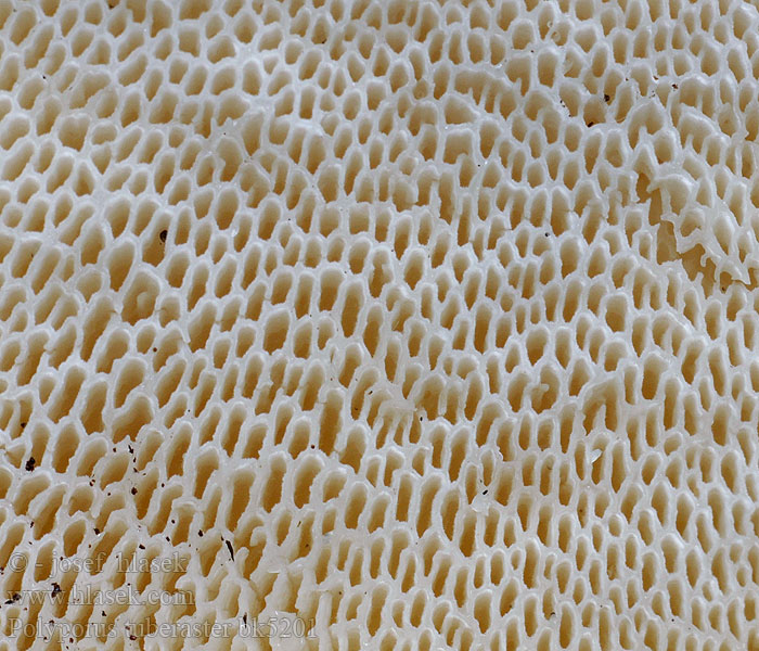 Polyporus_tuberaster_bk5201