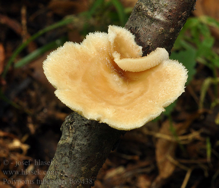 Polyporus tuberaster Choroš hlíznatý