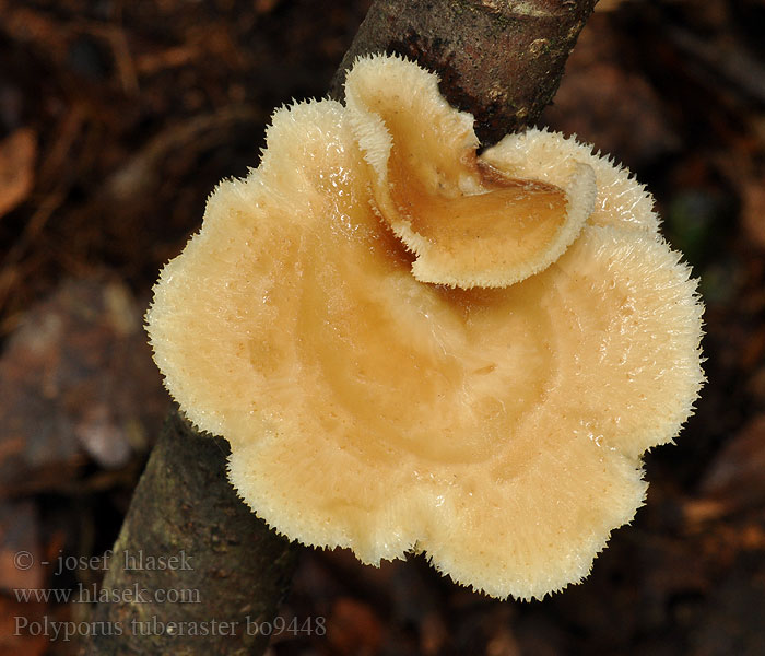 Polyporus tuberaster Stenticka