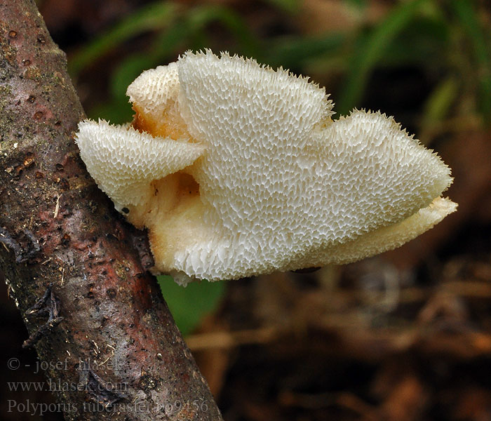 Polyporus tuberaster タマチョレイタケ