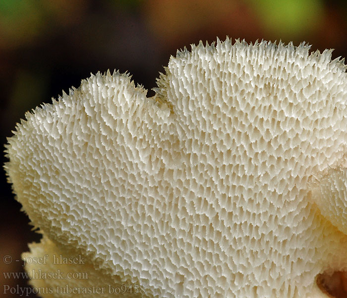 Polyporus_tuberaster_bo9458