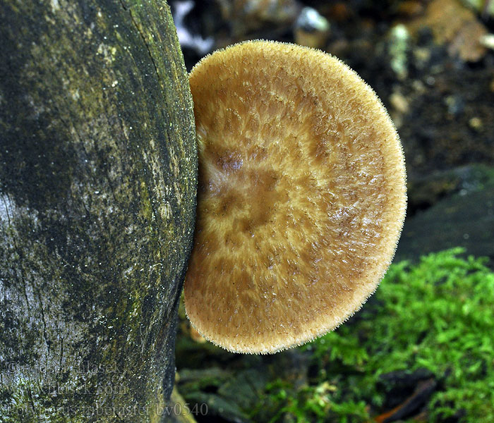 Trúdnik hľuzovitý Polyporus tuberaster