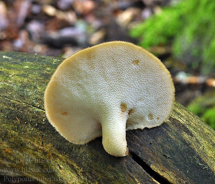 Choroš hlíznatý hlízovitý Polyporus tuberaster