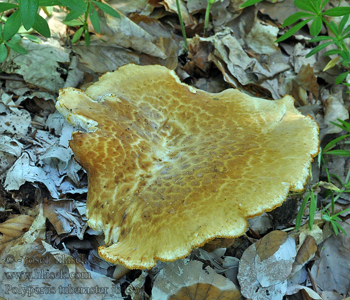 Polyporus tuberaster