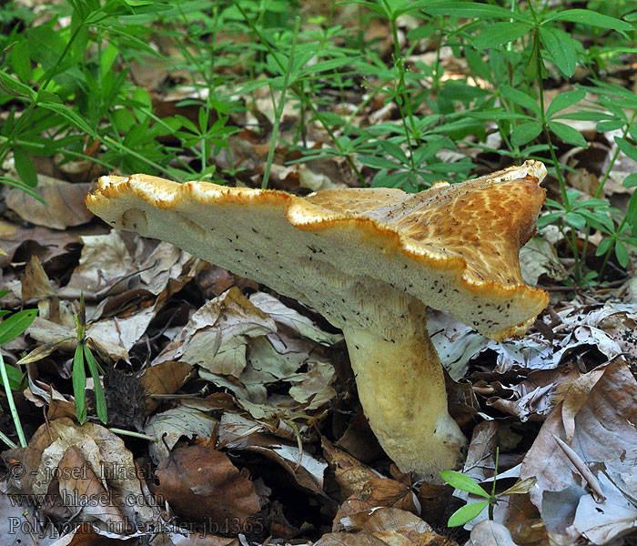 Polyporus tuberaster