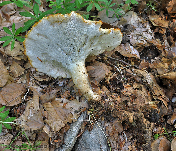 Polyporus tuberaster