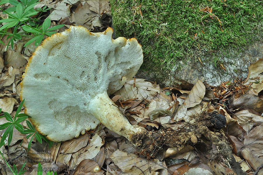 Polyporus tuberaster