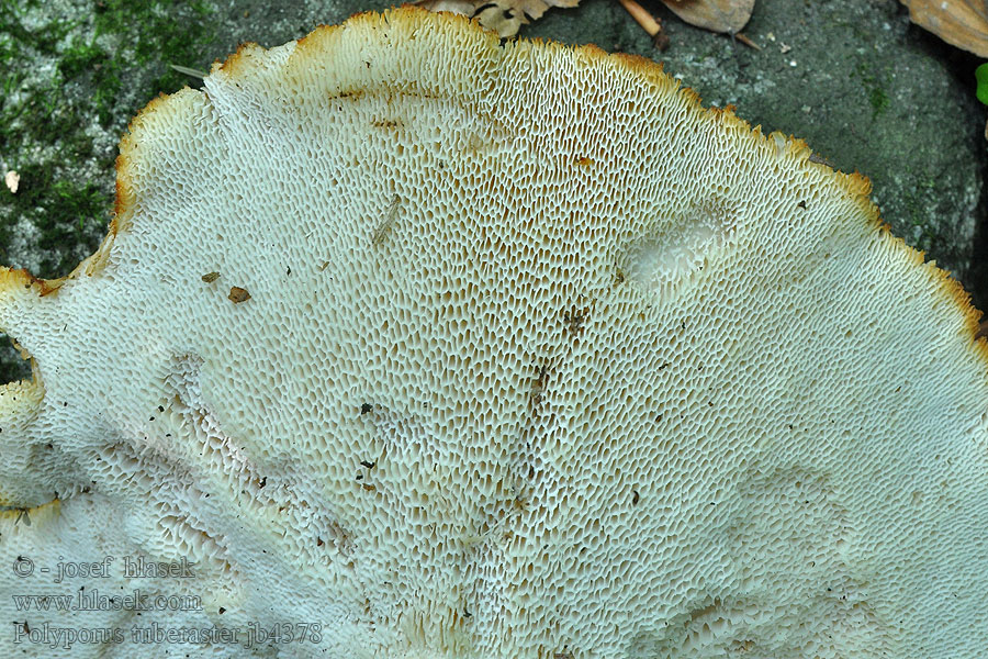 Polyporus tuberaster