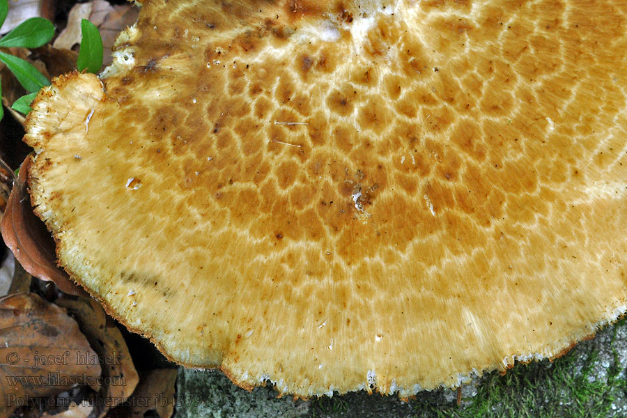 Polyporus tuberaster