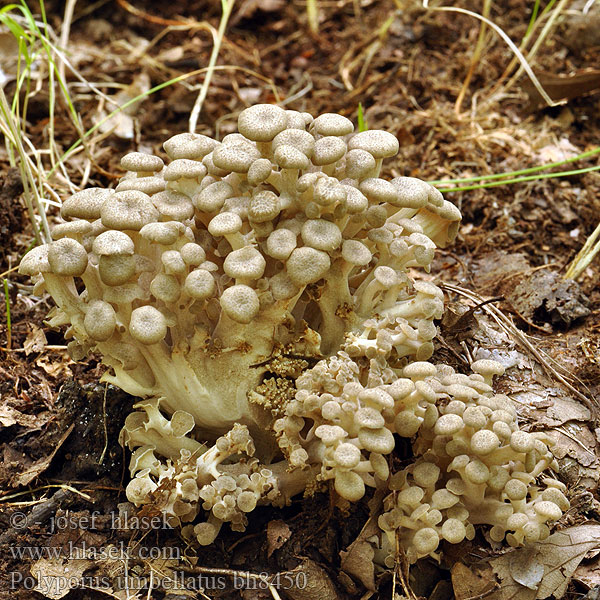 Polyporus umbellatus bh8450