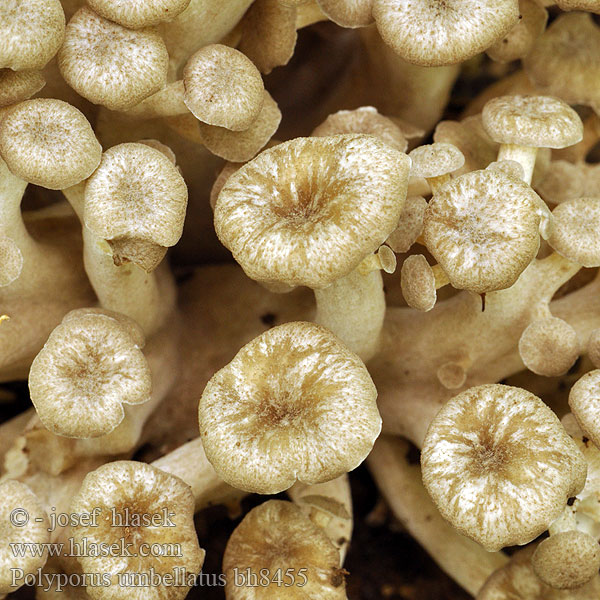 Polyporus umbellatus bh8455