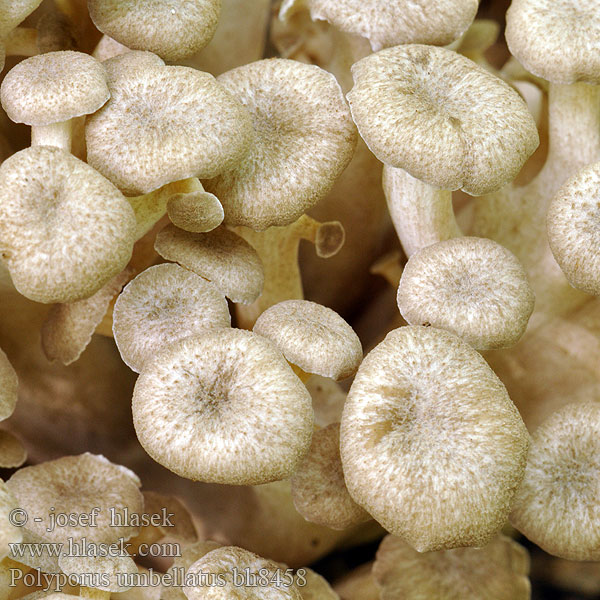 Polyporus umbellatus bh8458