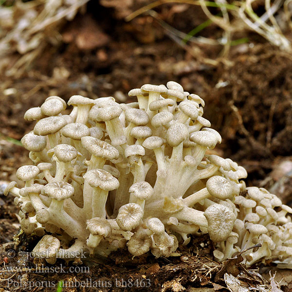 Trúdnik klobúčkatý Polypore ombelle poule bois Schermpjeseikhaas Jelenovo uho Hrastov žbunac Tüskegomba Skjermkjuke Zhu Ling Μανιτάρι Hrastov luknjičar Јеленово уво Grenticka Поліпіл зонтичний Polyporus umbellatus Grifola umbellata Dendropolyporus Choroš oříš Eichhase Chuling 猪芩提取物 的中文翻译 Skærmformet Stilkporesvamp Viuhkokääpä チョレイマイタケ Żagiew okółkowa Трутовик зонтичный