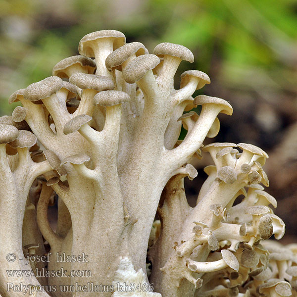 Polyporus umbellatus bh8466