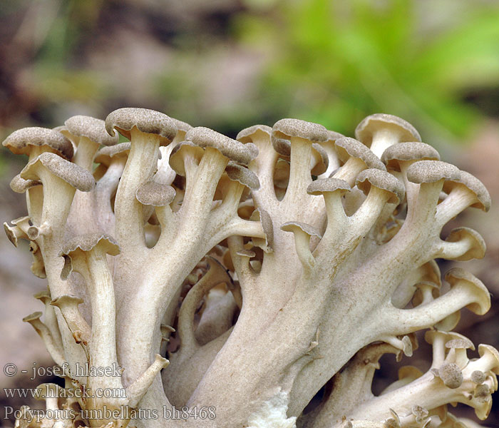 Μανιτάρι Hrastov luknjičar Јеленово уво Grenticka Поліпіл зонтичний Polyporus umbellatus Grifola umbellata Dendropolyporus Choroš oříš Eichhase Chuling 猪芩提取物 的中文翻译 Skærmformet Stilkporesvamp Viuhkokääpä チョレイマイタケ Żagiew okółkowa Трутовик зонтичный Trúdnik klobúčkatý Polypore ombelle poule bois Schermpjeseikhaas Jelenovo uho Hrastov žbunac Tüskegomba Skjermkjuke Zhu Ling