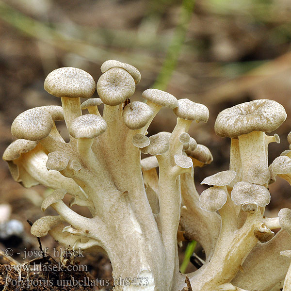 Polyporus umbellatus bh8473