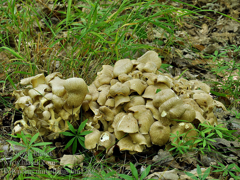 Polyporus_umbellatus_bm1789